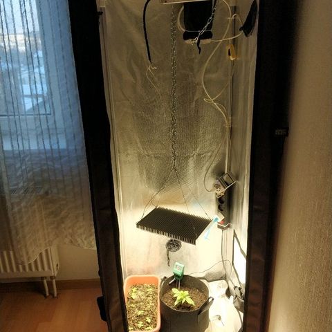 AutoEuforia growlog timeline photo