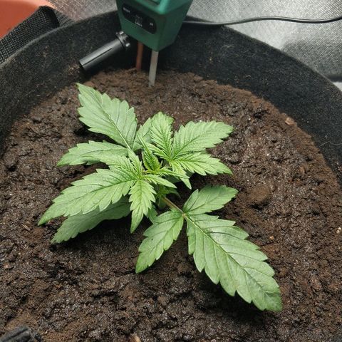 AutoEuforia growlog photo: Подсыпал биогумус до семядолей. Дал 300 мл жидкого биогумуса (80мл на литр воды)