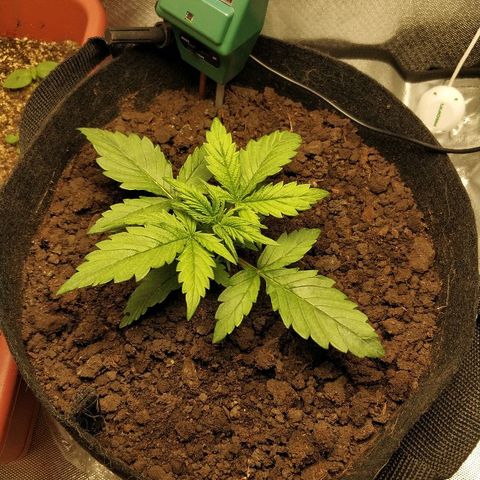 AutoEuforia growlog timeline photo