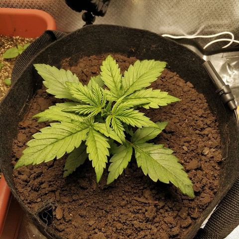 AutoEuforia growlog timeline photo