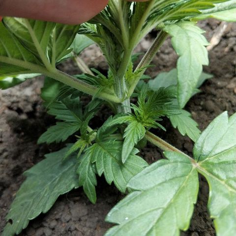 AutoEuforia growlog timeline photo