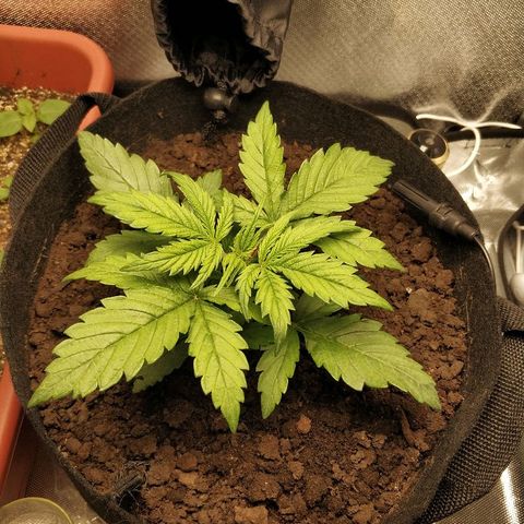 AutoEuforia growlog timeline photo
