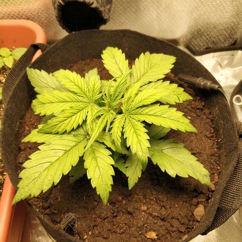 AutoEuforia growlog timeline photo