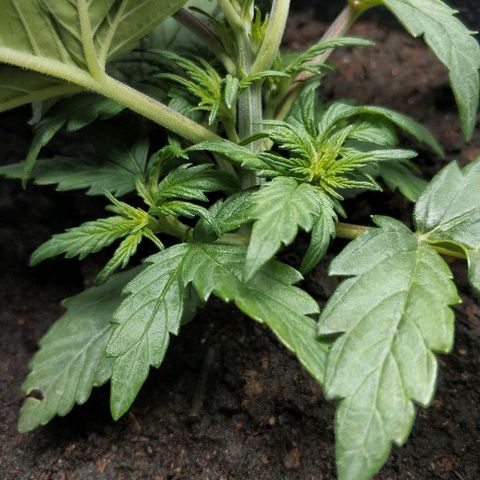 AutoEuforia growlog timeline photo