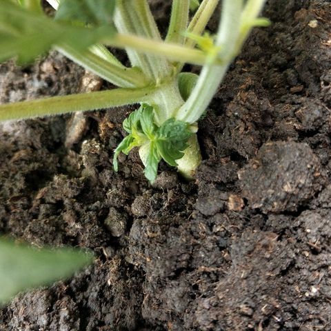 AutoEuforia growlog photo: Срезал два первых листа