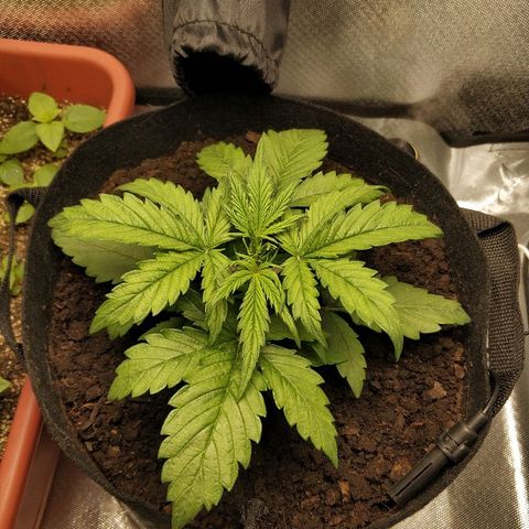 AutoEuforia growlog photo: Срезал два первых листа