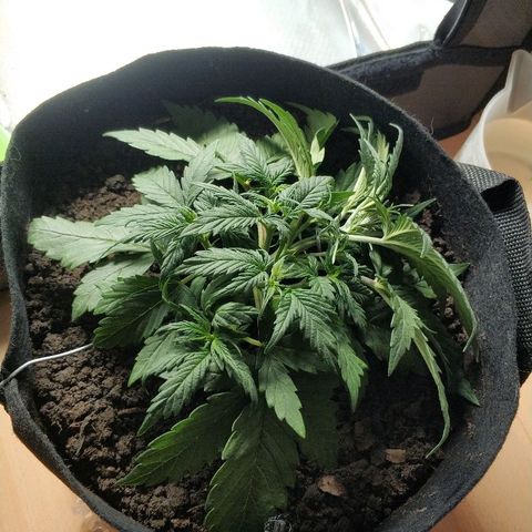 AutoEuforia growlog timeline photo