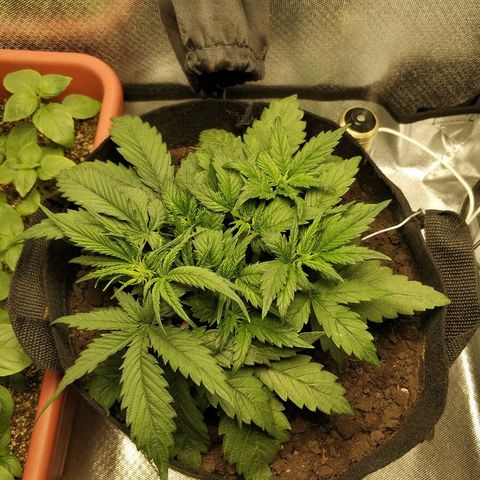 AutoEuforia growlog timeline photo