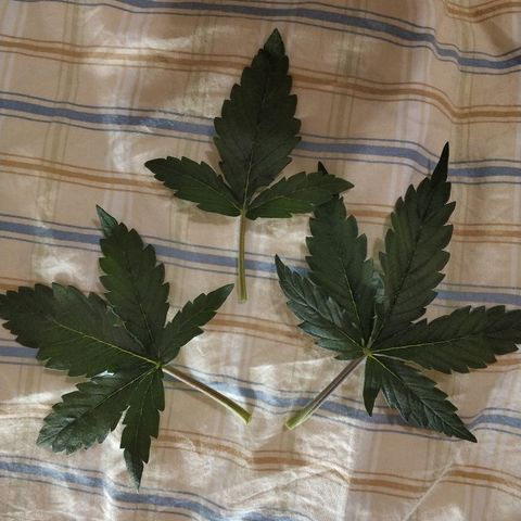 AutoEuforia growlog timeline photo