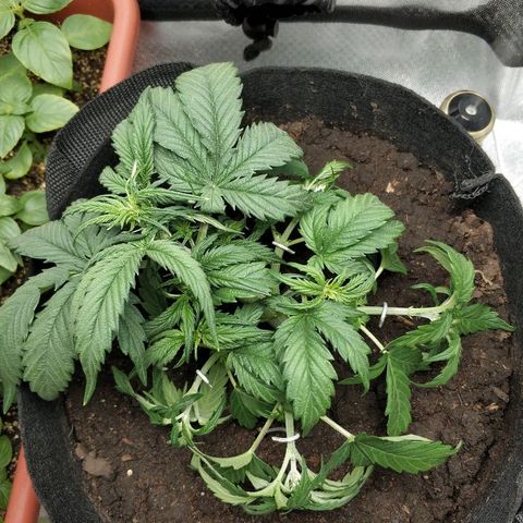 AutoEuforia growlog photo: Растянул ещё и срезал +3 листа