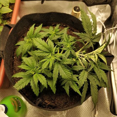 AutoEuforia growlog photo: Ещё чуть подогнул