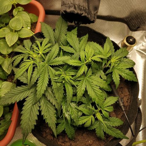 AutoEuforia growlog timeline photo