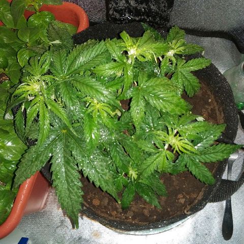 AutoEuforia growlog timeline photo