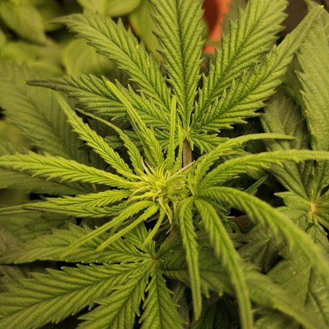AutoEuforia growlog photo: Зацвела