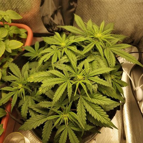 AutoEuforia growlog timeline photo