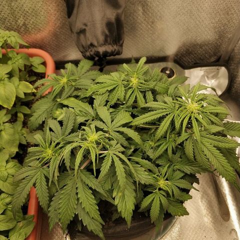 AutoEuforia growlog timeline photo