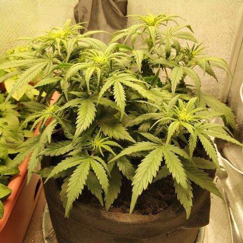 AutoEuforia growlog timeline photo
