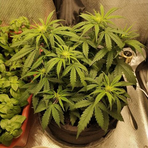 AutoEuforia growlog timeline photo