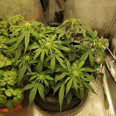 AutoEuforia growlog timeline photo