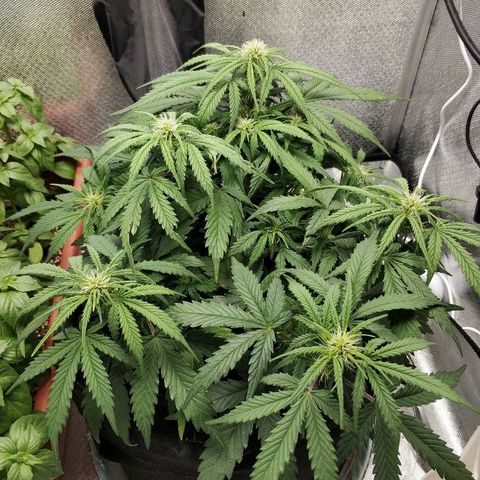 AutoEuforia growlog timeline photo