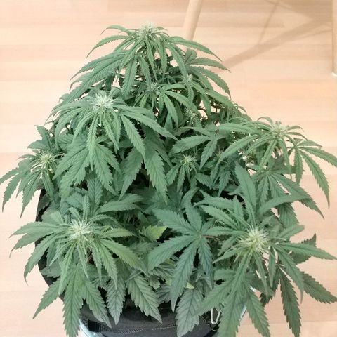 AutoEuforia growlog timeline photo