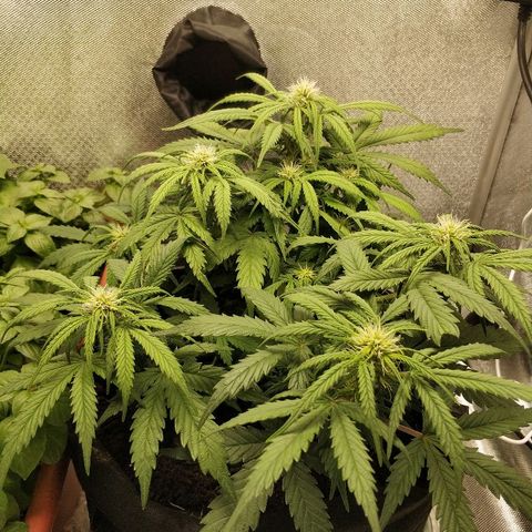 AutoEuforia growlog timeline photo