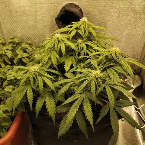 AutoEuforia growlog photo: Пролил биогумусом