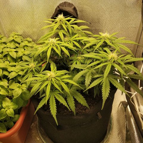 AutoEuforia growlog timeline photo