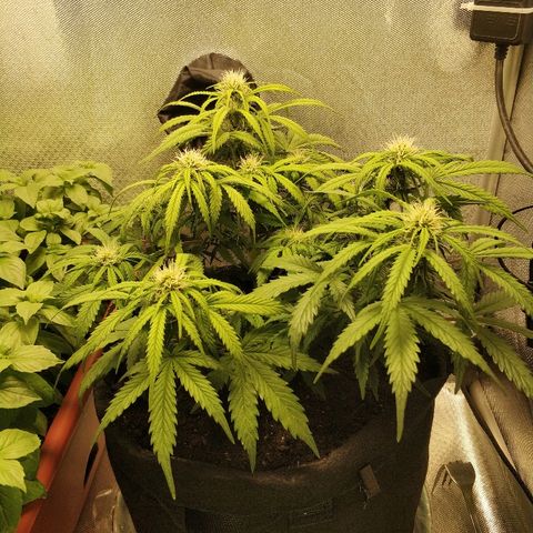 AutoEuforia growlog timeline photo
