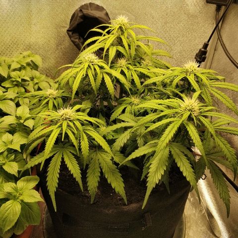 AutoEuforia growlog photo: Начал появляться сахар