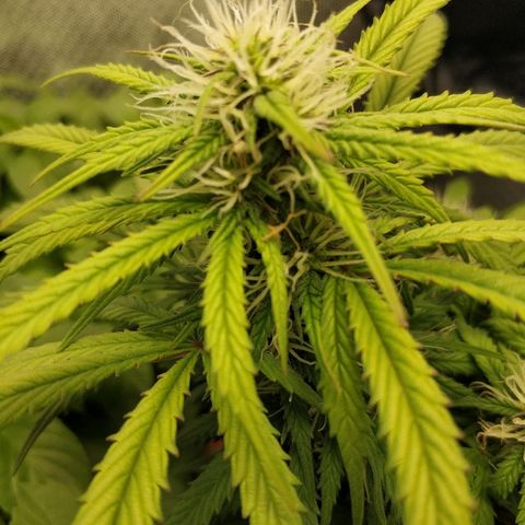 AutoEuforia growlog timeline photo