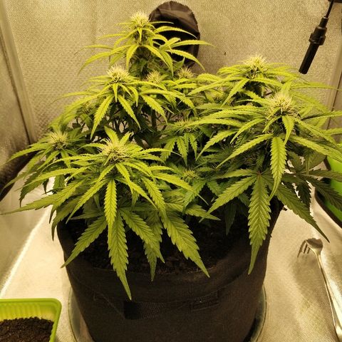 AutoEuforia growlog timeline photo