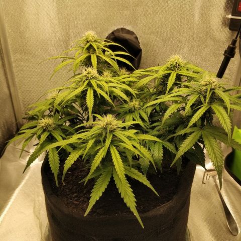 AutoEuforia growlog photo: Подкормил 30мл на литр