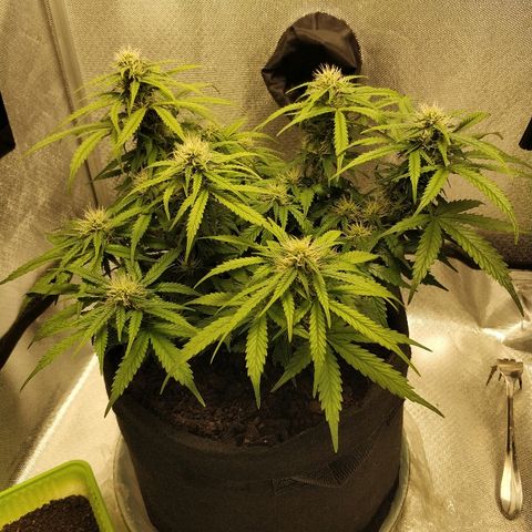 AutoEuforia growlog timeline photo