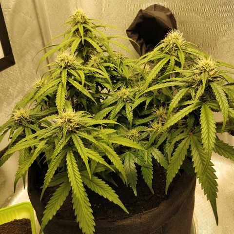 AutoEuforia growlog timeline photo