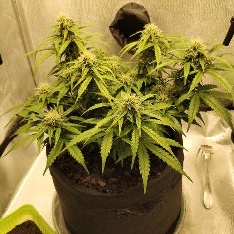 AutoEuforia growlog timeline photo