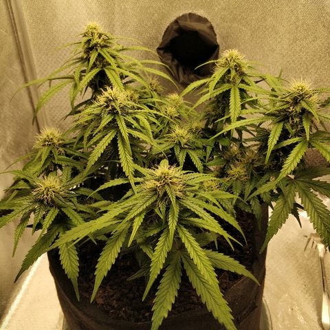 AutoEuforia growlog timeline photo