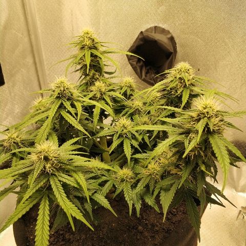 AutoEuforia growlog photo: Полив с удобрениями