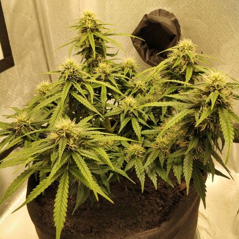 AutoEuforia growlog timeline photo