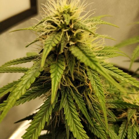 AutoEuforia growlog timeline photo
