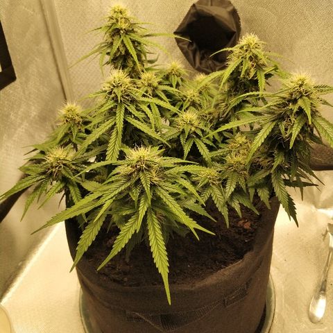 AutoEuforia growlog timeline photo