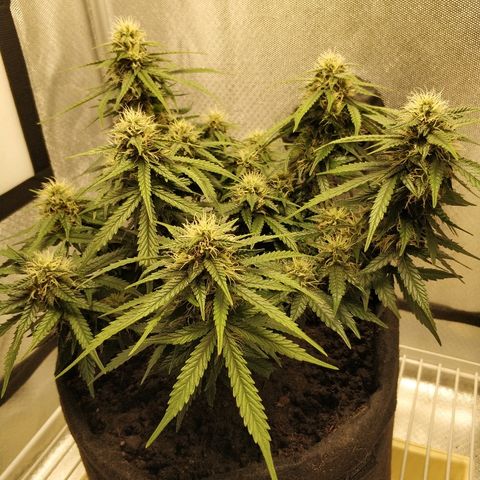AutoEuforia growlog timeline photo