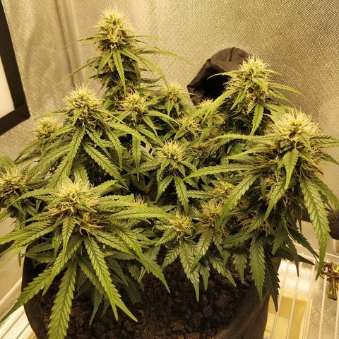 AutoEuforia growlog timeline photo