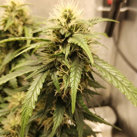 AutoEuforia growlog timeline photo