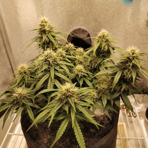 AutoEuforia growlog timeline photo