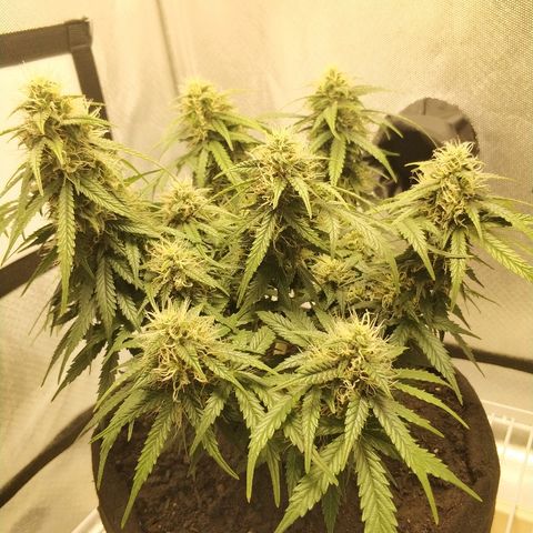 AutoEuforia growlog timeline photo