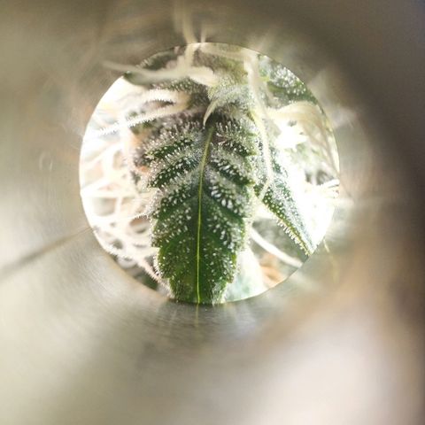 AutoEuforia growlog timeline photo