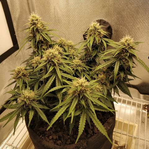 AutoEuforia growlog timeline photo