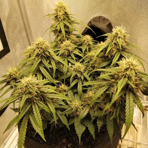 AutoEuforia growlog photo: Покормил