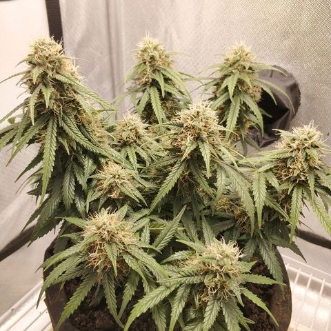 AutoEuforia growlog timeline photo